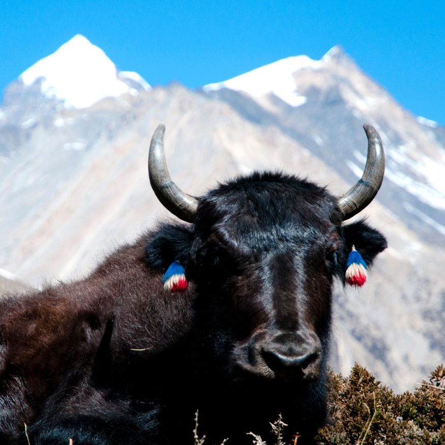 Yak devant la chaine de montagne de l'Himalaya