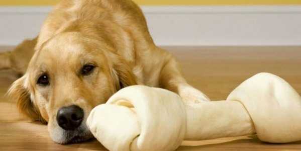 Les os à mâcher en peau sont-ils dangereux pour les chiens ?