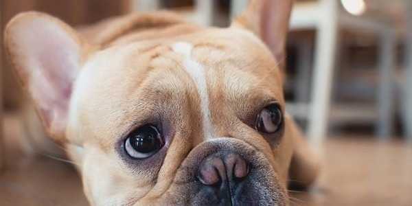 Le CBD dans le traitement du cancer du chien : mythe ou réalité ?