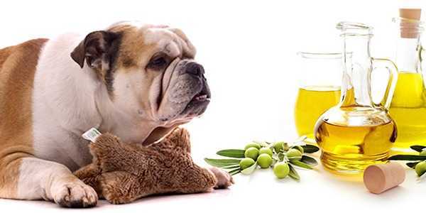 Les meilleures huiles pour chats et chiens et leurs avantages