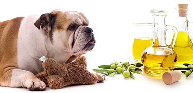 Quelle huile choisir pour faire grossir un chien ? - Animal Societe