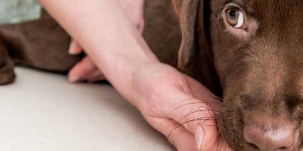 Efficacité du CBD sur l'épilepsie canine ?