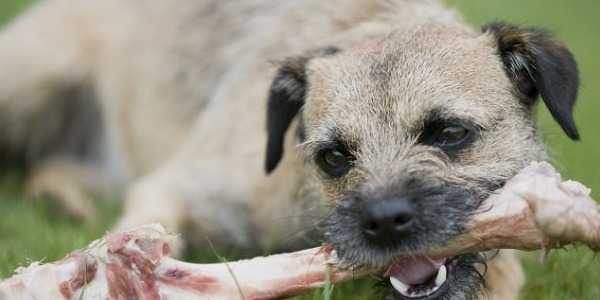 Est-ce bon de donner des os à son chien ? Quels os sont sans danger pour les chiens ?