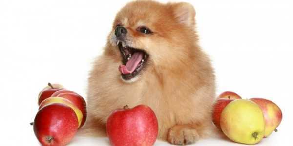 La pomme est-elle bonne pour mon chien ?