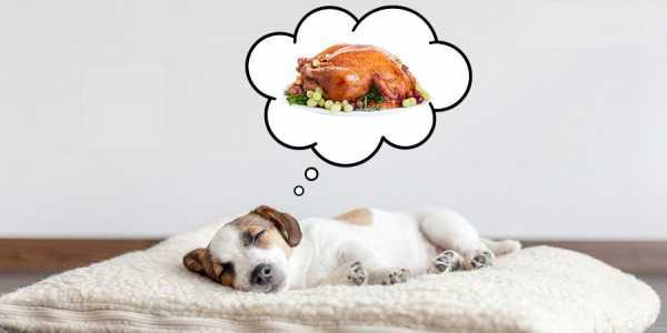 De quoi rêvent les chiens ?